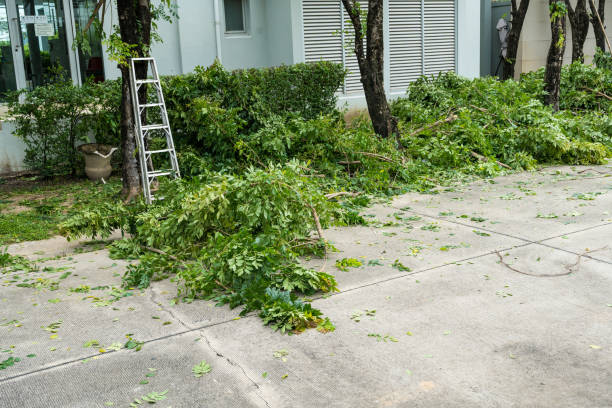 How Our Tree Care Process Works  in  Lake Tansi, TN